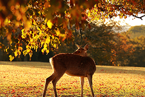 Nara